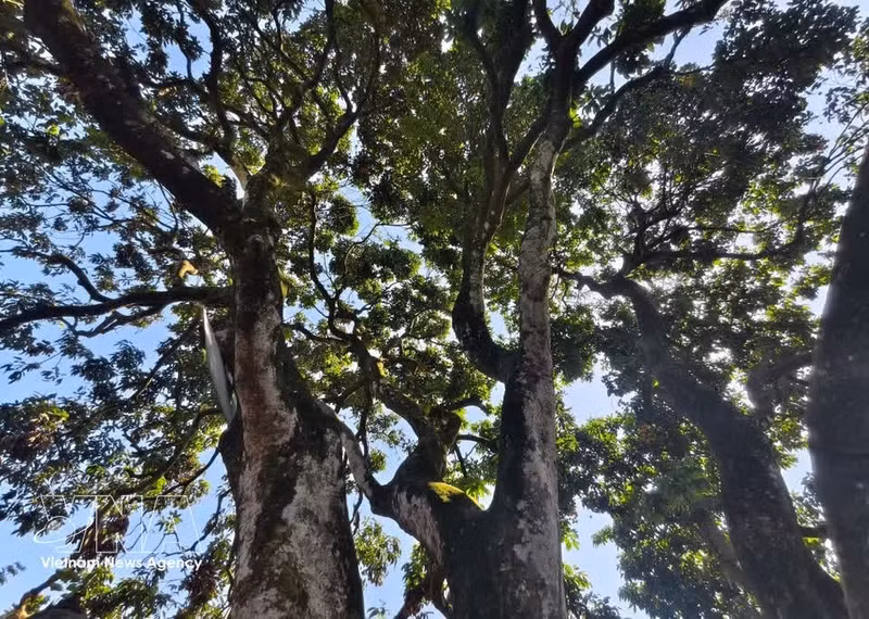 El árbol de lichi ancestral de Bac Ninh. Foto: (VNA)