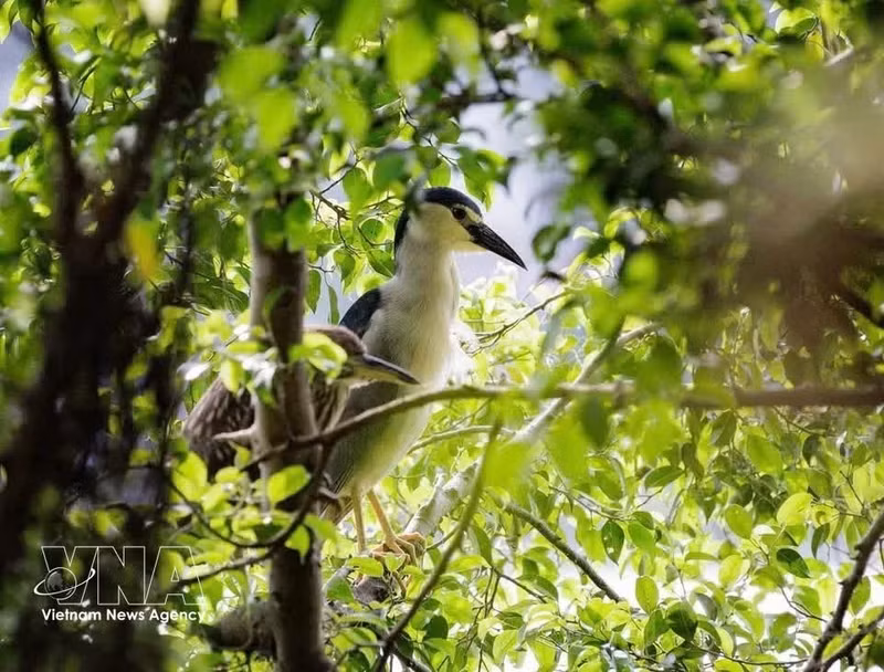 Una garza posada en la copa de un árbol en la zona del lago Hoan Kiem. (Foto: VNA)