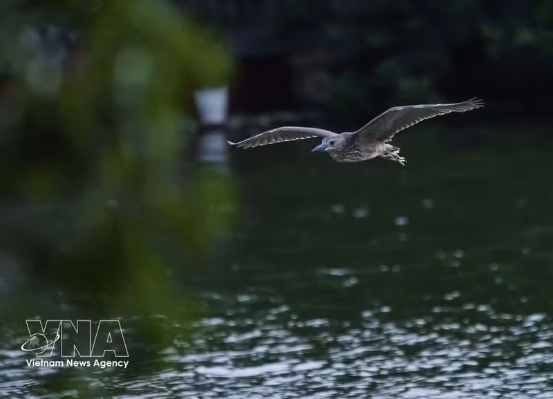 Una garza extiende sus alas y vuela a baja altura sobre las aguas del lago Hoan Kiem al atardecer, creando un vibrante momento de naturaleza en el corazón de la capital. (Foto: VNA)