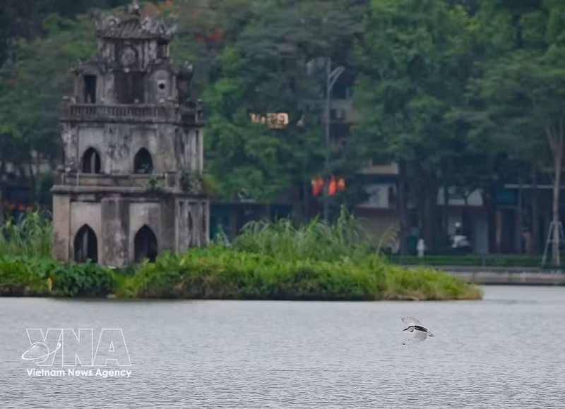 Una garza vuela cerca de la superficie del agua en la zona del lago Hoan Kiem. (Foto: VNA).
