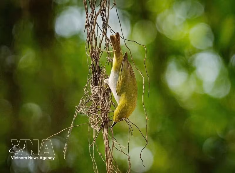 Un entorno propicio para las aves. (Foto: VNA)