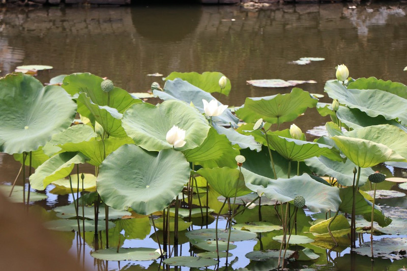 Los lotos blancos florecen en la Ciudadela de Hue cada verano, llenando de fragancia y belleza este sitio patrimonial de Vietnam.