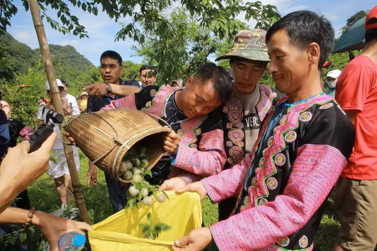 Además de recolectar rápidamente, los equipos debían seleccionar las ciruelas más grandes y bonitas según los criterios establecidos.