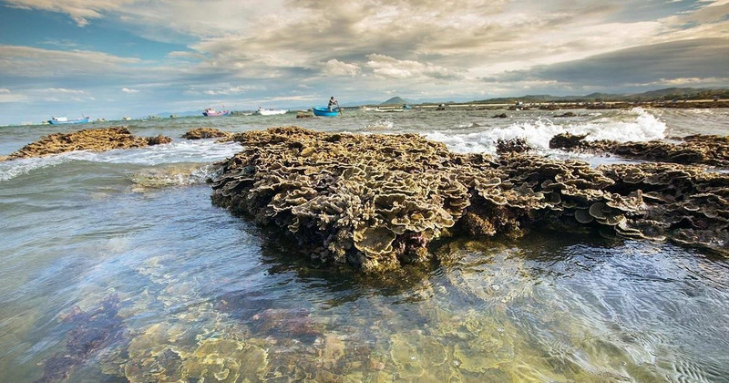 El hermoso ecosistema coralino natural de Hon Yen, provincia de Phu Yen. (Foto: VNA)