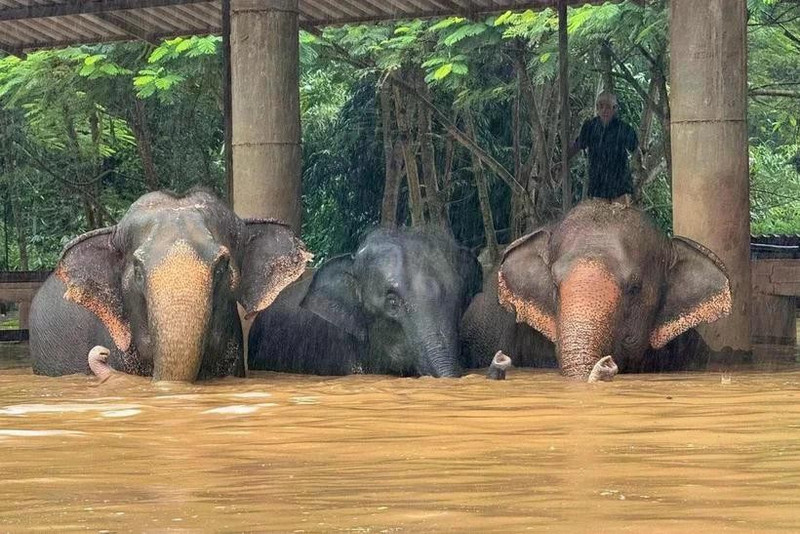 Foto ilustrativa. (Foto: Elephant Nature Park)