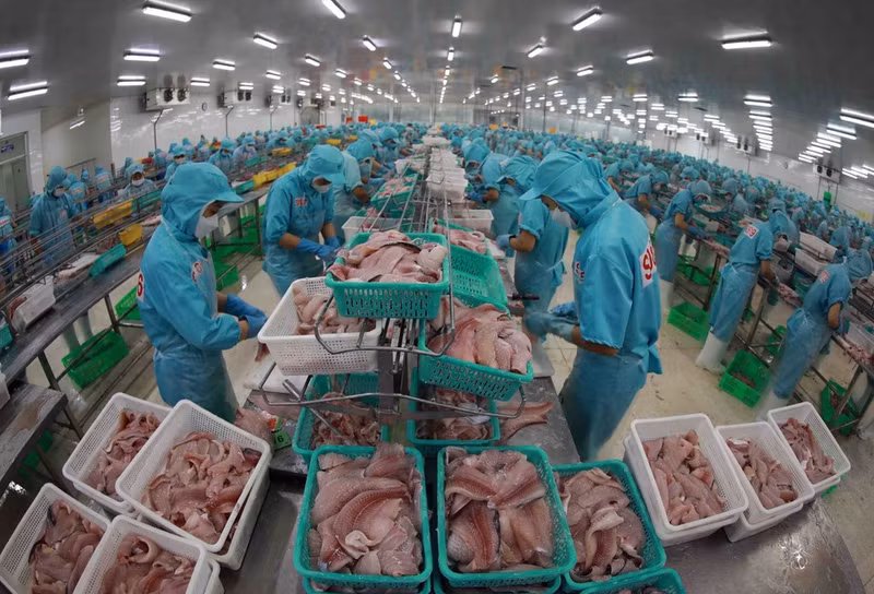 Vietnam exporta mariscos congelados, café y textiles a Marruecos. En la foto: Procesamiento de filetes de panga para exportación en la fábrica del Grupo Sao Mai (An Giang). (Foto: VNA)