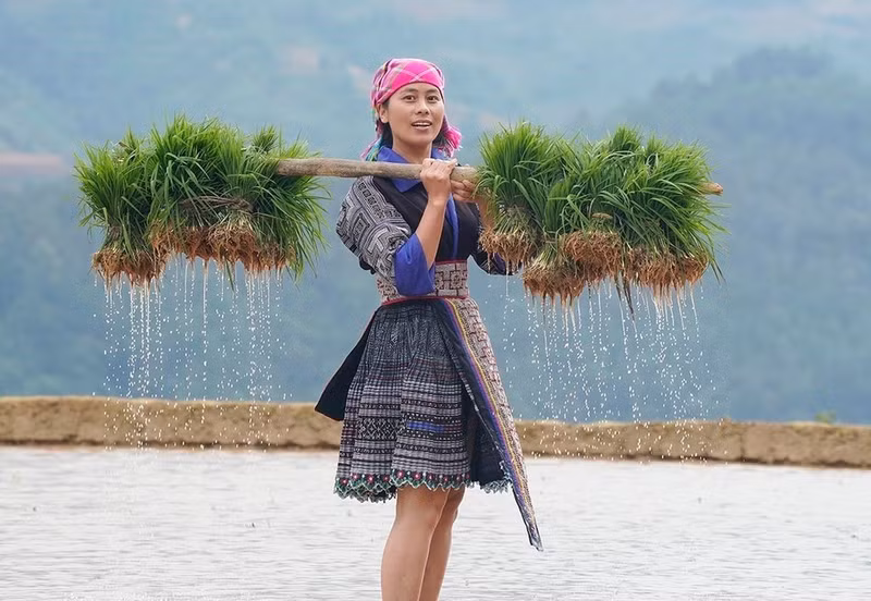 La gente de Mu Cang Chai está ocupada iniciando la nueva cosecha de arroz. (Foto: VNA)