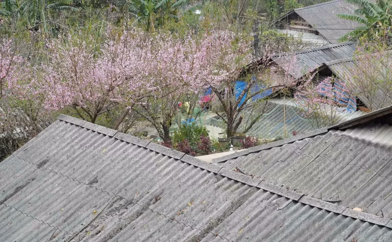 Las flores de durazno brotan alrededor de casas sobre pilotes del pueblo étnico Hmong. (Foto: VNA)