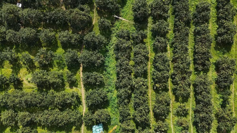 Actualmente, la comuna de Can Loc cuenta con 350 hectáreas de naranjos crujientes. (Foto: VNA)
