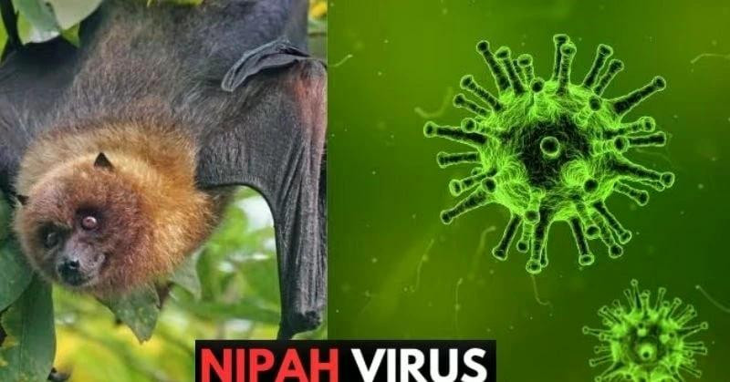 El virus Nipah, clasificado como enfermedad de alto riesgo, tiene una tasa de mortalidad alarmante que varía entre el 40 por ciento y el 75 por ciento. Actualmente no existen tratamientos específicos ni vacunas disponibles. (Foto: moh.gov.vn)