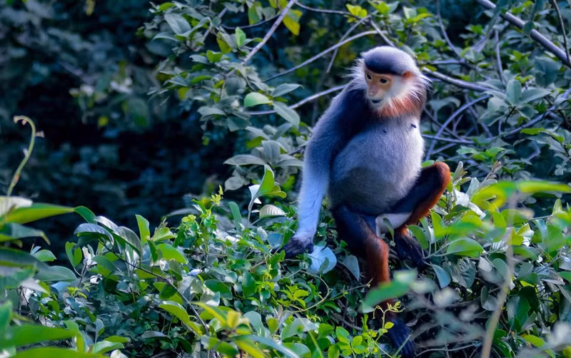 En los rostros del langur jaspeado adulto de ambos sexos se encuentra un largo pelaje blanco alrededor de la cara.