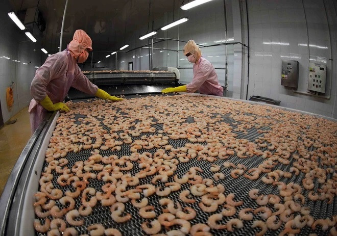 Congelación de camarón para exportación del grupo Minh Phu Seafood. (Foto: VNA)