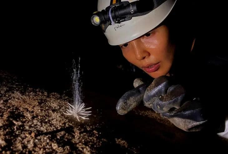 La especie rara descubrida en el Parque Nacional Phong Nha-Ke Bang (Foto: tuoitre.vn)