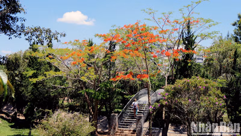 Junto con el singular fenómeno del brote de las flores de cerezo a finales de la primavera, por estos días en la ciudad montañosa de Da Lat, las flores de flamboyán, que señalan el verano, han corrido para encender fuegos en medio del cielo azul.