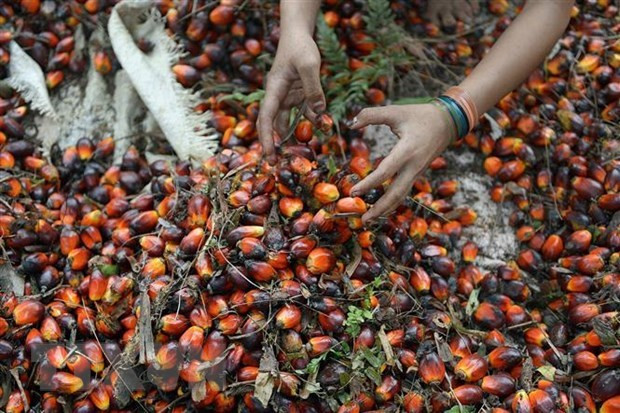 Trabajadores cosechan granos de palma en una granja en Pelalawan, provincia de Riau, Indonesia. (Fotografía: AFP/VNA)