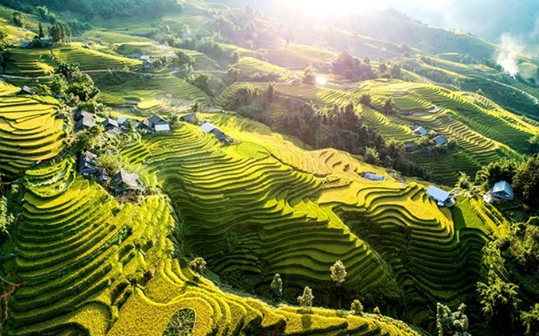 Temporada de arroz maduro en Sapa. 