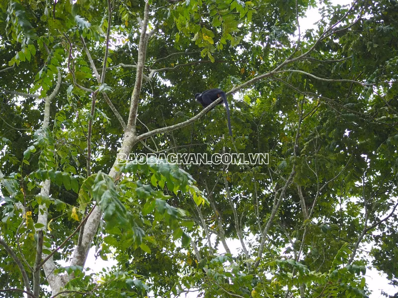 Fotografía: baobackan.com.vn