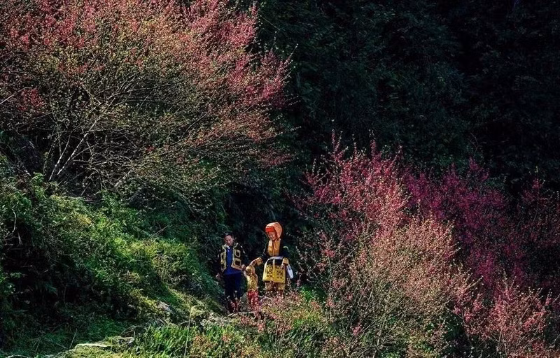 Las flores de durazno crecen en el pico Mau Son en la provincia de Lang Son.