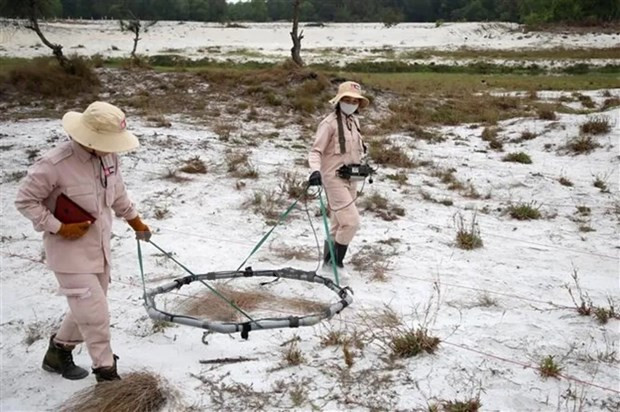 La búsqueda de explosivos con máquinas especializadas en la zona arenosa del distrito de Hai Lang, Quang Tri. (Foto: VNA)
