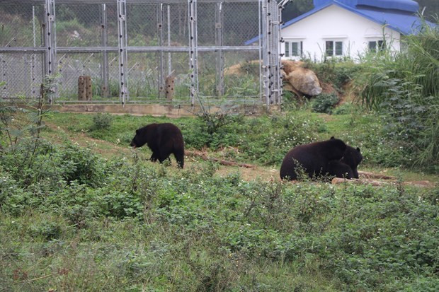 En el Refugio de Osos de Ninh Binh (Fotografía: VNA)