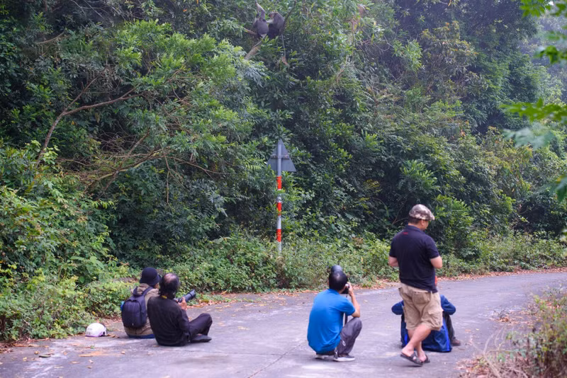 En la temporada en que florecen el lim xet, a Son Tra vienen numerosos turistas y fotógrafos.