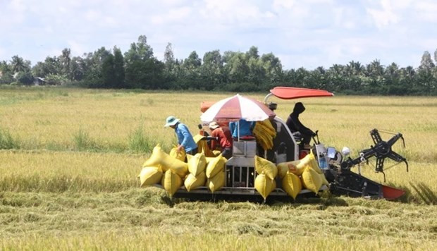 Cosecha de arroz en la provincia sureña de Soc Trang (Foto: VNA)