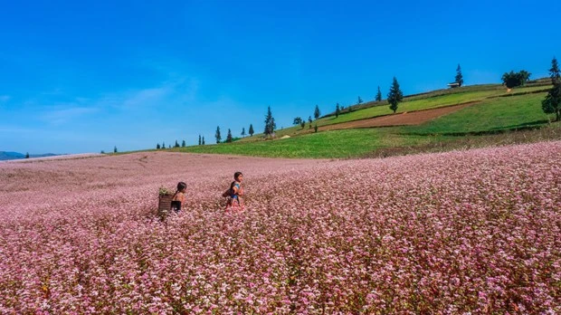 La provincia de Ha Giang conquista por primera vez el título de "Destino turístico emergente líder de Asia 2023" (Foto: VNA)