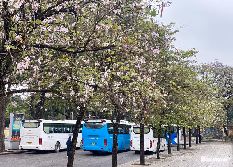 Estas flores se cultivan en Hanói desde la década de 1960 y, desde entonces, se han convertido en una parte indispensable de la vida y la cultura de los habitantes de esta ciudad.