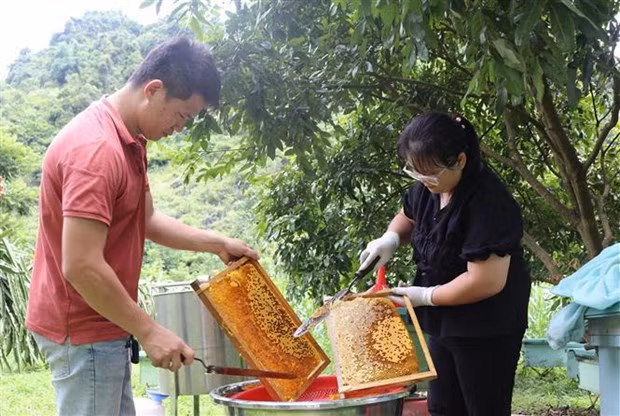 La producción de miel en la planta de Doan Linh en la comuna de Minh Tam, de la provincia de Cao Bang. (Fotografía: VNA)