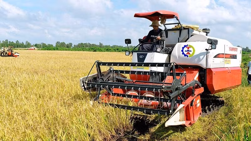 Calidad de arroz de Vietnam mejora gracias a buenas variedades
