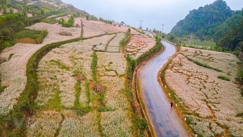 El color de las flores de trigo sarraceno convirtió el paisaje local en un panorama más lírico y poético. (Foto: Vietnam+)