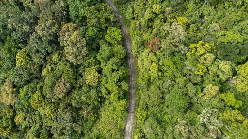 Lim xet es una planta leñosa capaz de crecer bien en condiciones diversas.