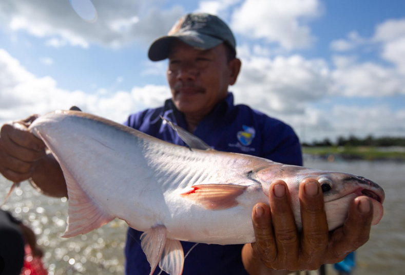 Muestras de pangasius de la empresa NAVICO. (Foto: Revista Vietnam)