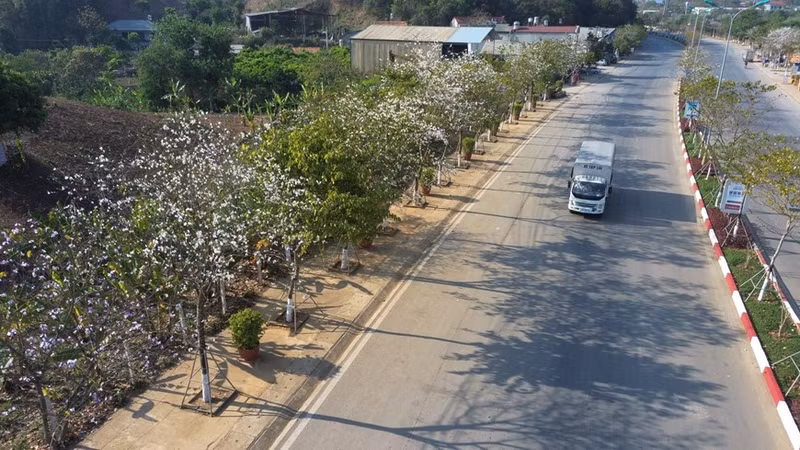 Filas de flores blancas de Ban en la ruta Hanói - Son La.