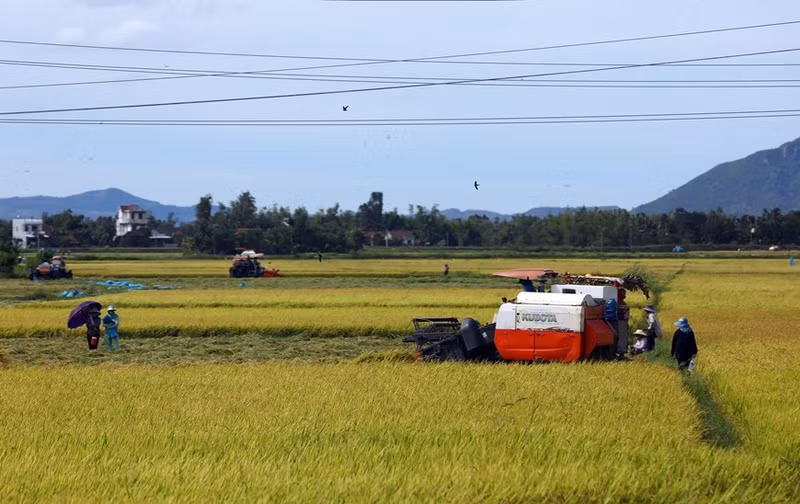 La gente del distrito de Tay Hoa cosecha arroz.