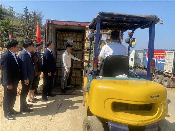 El contenedor de rábano encurtido se exporta a Japón. (Foto: VNA)