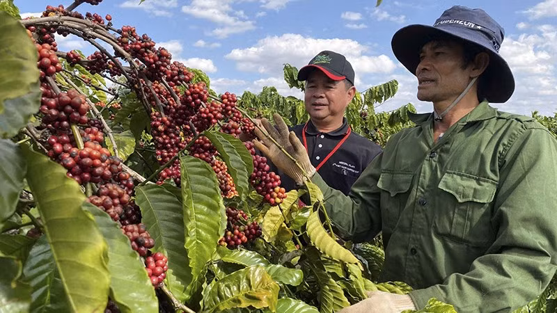 Los importadores israelíes están interesados en el café vietnamita. 