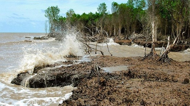 Aumenta la intrusión de salinidad en el estuario del Mekong. (Fotografía: VNA)