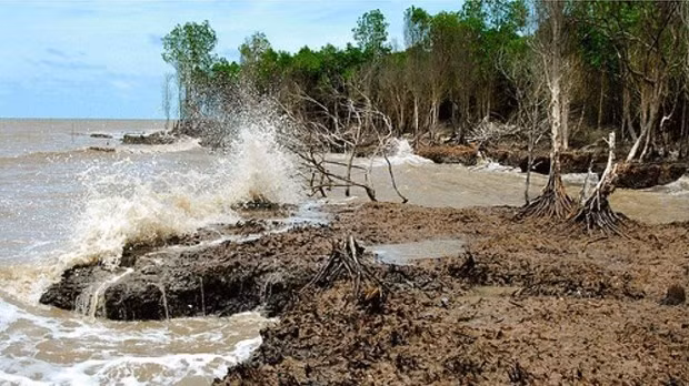 Aumenta la intrusión de salinidad en el estuario del Mekong. (Fotografía: VNA)