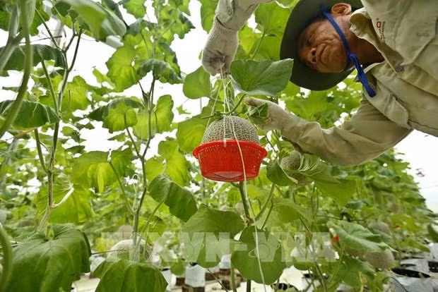 Un modelo de agricultura inteligente en la provincia norteña de Bac Ninh. (Fotografía: VNA)