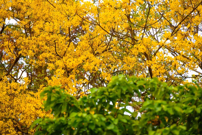 Aquellos que vienen aquí durante la temporada de floración quedan extasiados ante la belleza poco común del lugar.