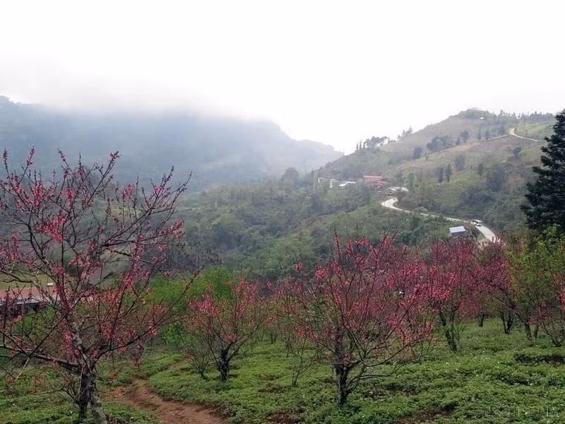 Las flores de durazno en la provincia de Bac Kan muestran sus colores.