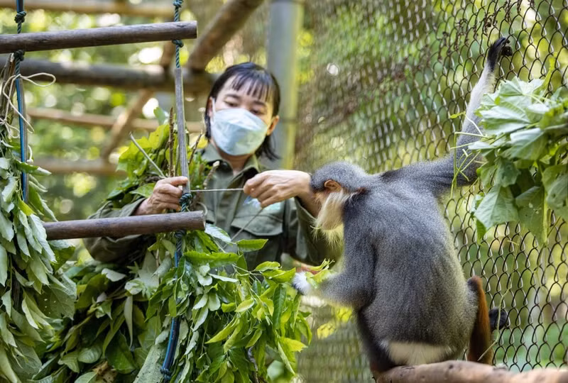 Una de las especies de primates protegidas en el Parque Nacional Cuc Phuong.