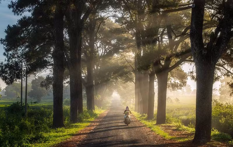 Las hileras de pino centenario se encuentran en el camino que pasa por la aldea 1, comuna de Nghia Hung, distrito de Chu Pah, provincia de Gia Lai, a unos 15 kilómetros de la ciudad de Pleiku y muy cerca de conocidos destinos turísticos como la Pagoda Buu Minh y el cráter Chu Dang Ya. Las hileras de pino centenario se encuentran en el camino que pasa por la aldea 1, comuna de Nghia Hung, distrito de Chu Pah, provincia de Gia Lai, a unos 15 kilómetros de la ciudad de Pleiku y muy cerca de conocidos destinos turísticos como la Pagoda Buu Minh y el cráter Chu Dang Ya.
