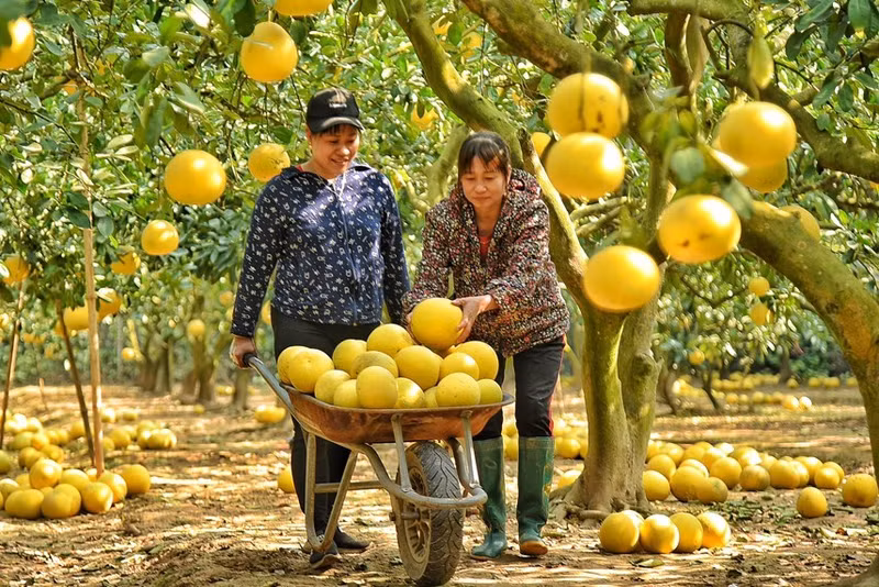 Lo más viejo: el árbol, lo más rico: la fruta que produce.