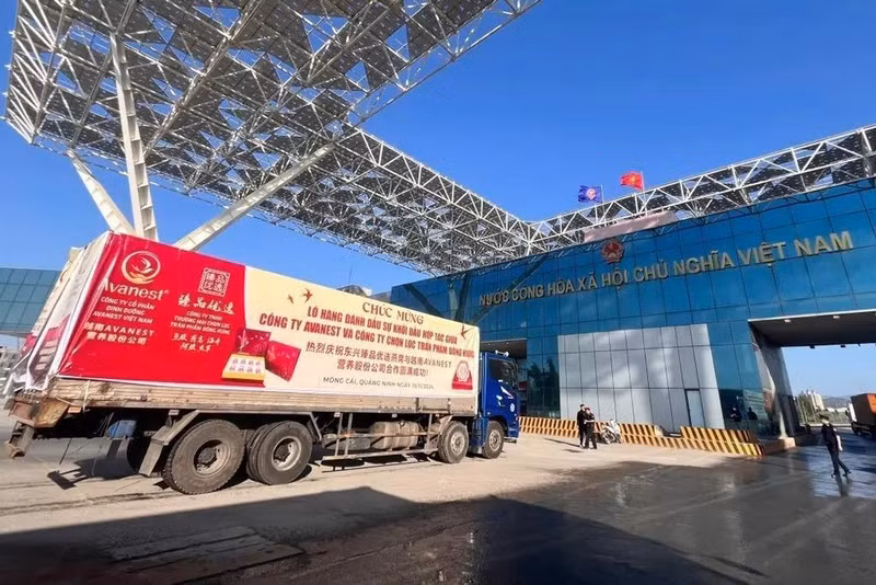 El primer lote de nidos de golondrina exportado a China a través del cruce fronterizo en Quang Ninh (Foto: VNA)