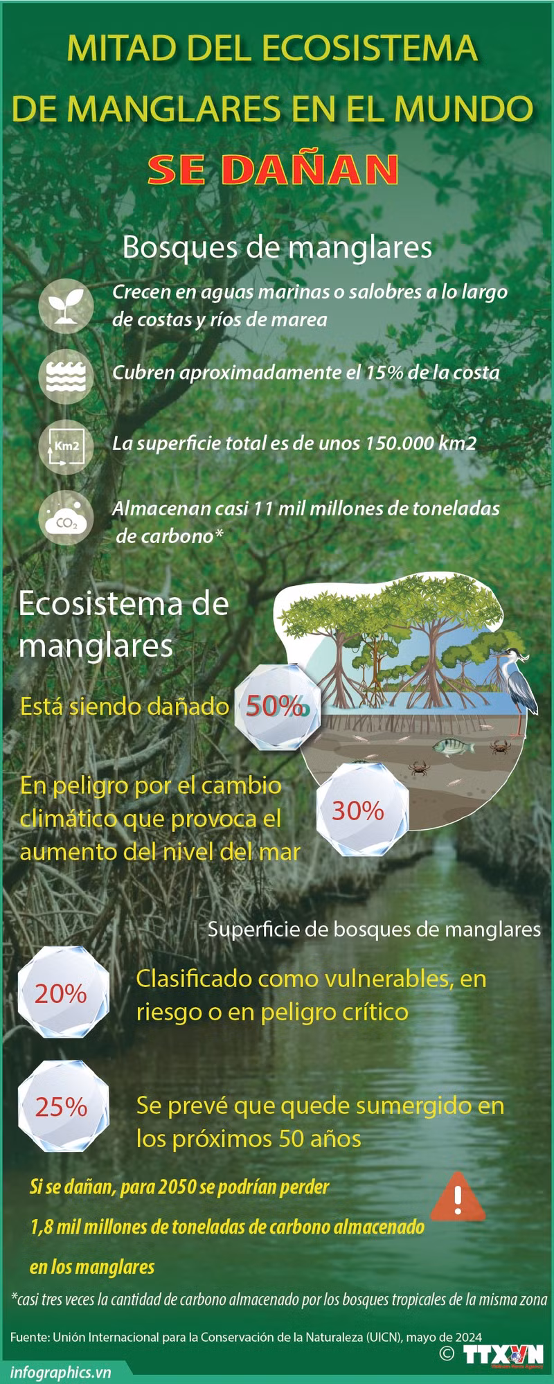 Mitad del ecosistema de manglares en el mundo se dañan ảnh 1