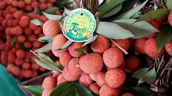 El lichi Thanh Ha (Fotografía: VNA)