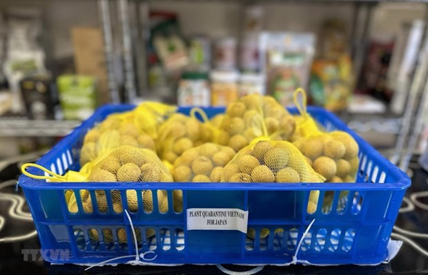 El longan vietnamita se exporta a Japón (Fotografía: VNA)