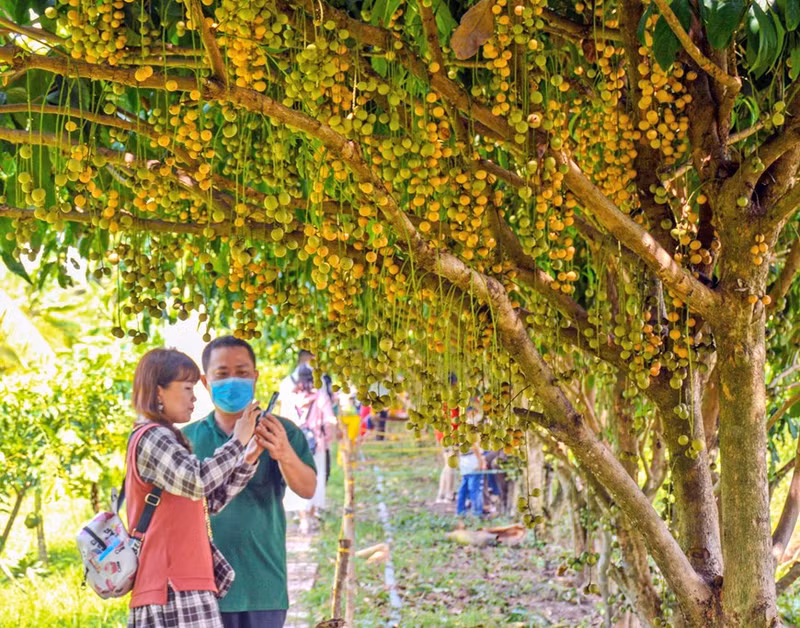 Las fresas Cai Tau, en la comuna de Nguyen Phich, distrito de U Minh, se han convertido desde hace mucho tiempo en una especialidad popular que atrae a turistas. Las fresas Cai Tau, en la comuna de Nguyen Phich, distrito de U Minh, se han convertido desde hace mucho tiempo en una especialidad popular que atrae a turistas.